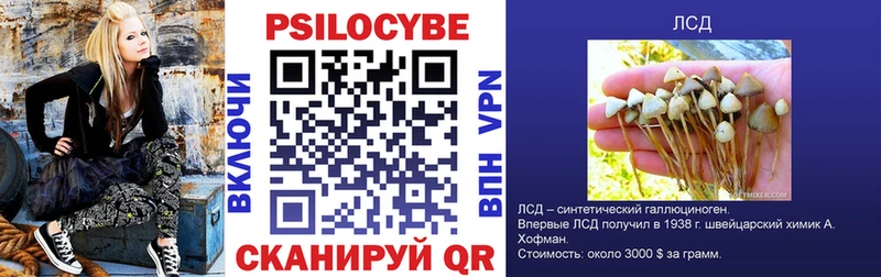 Псилоцибиновые грибы Psilocybe  Горячий Ключ 